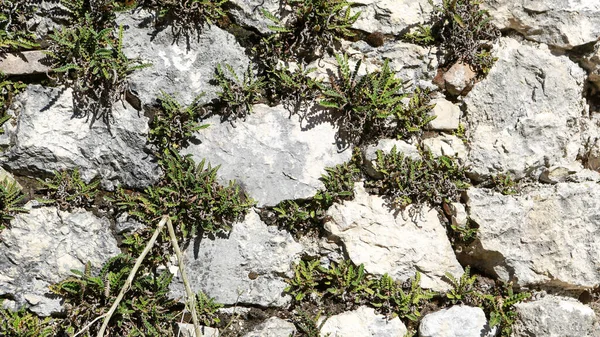 Eski taş duvar ve tuğla. Yüksek kalite fotoğraf