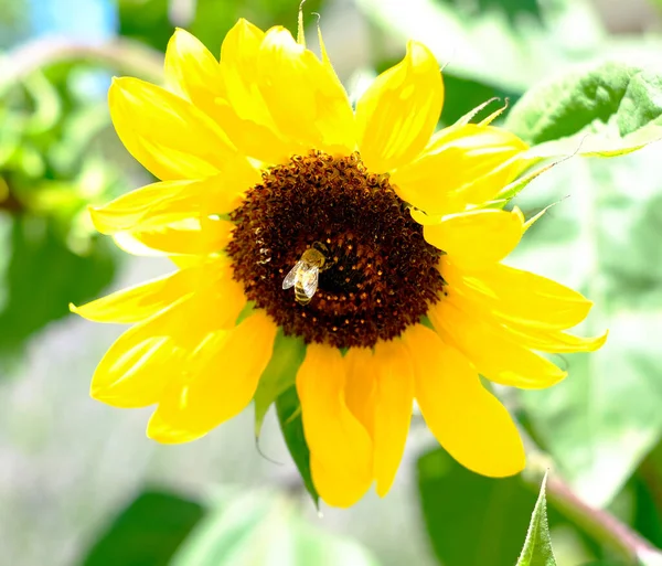 bee flying and pollinating sunflower flower in summer. High quality photo