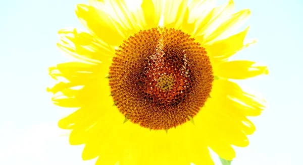Поле Соняшників Серпневому Сонці Високоякісна Фотографія — стокове фото