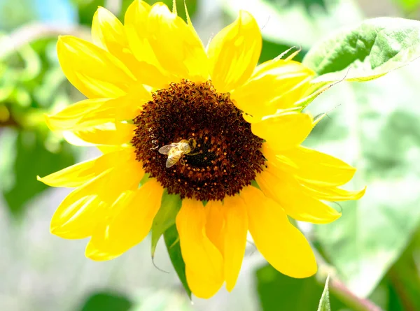 bee flying and pollinating sunflower flower in summer. High quality photo