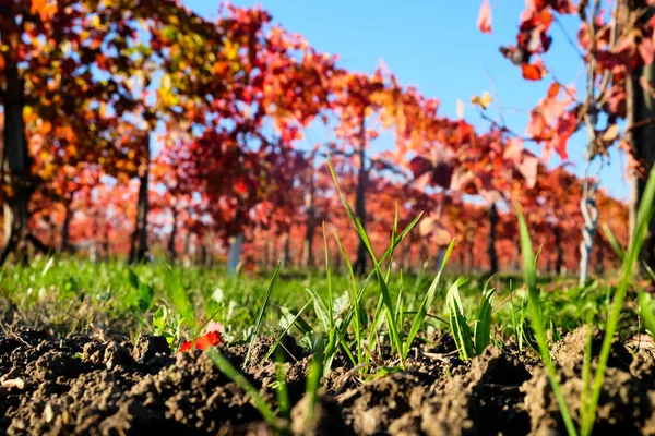 Sonbaharda kırmızı yapraklı üzüm bağları. Yüksek kalite fotoğraf