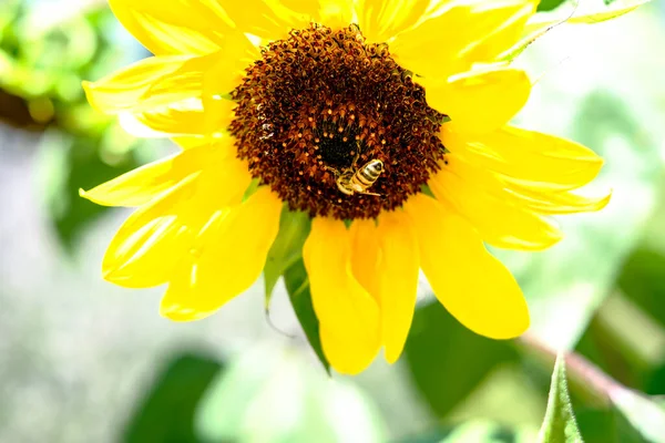Yazın arı uçar ve ayçiçeği tozlaşır. Yüksek kalite fotoğraf