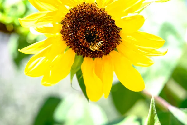 bee flying and pollinating sunflower flower in summer. High quality photo