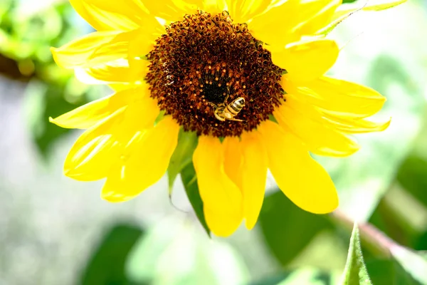 Yazın arı uçar ve ayçiçeği tozlaşır. Yüksek kalite fotoğraf