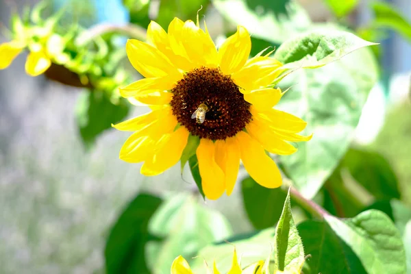 Yazın arı uçar ve ayçiçeği tozlaşır. Yüksek kalite fotoğraf