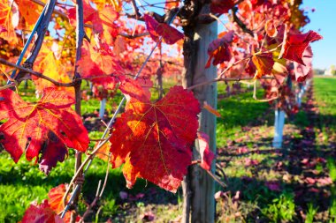 Sonbaharda kırmızı yapraklı üzüm bağları. Yüksek kalite fotoğraf
