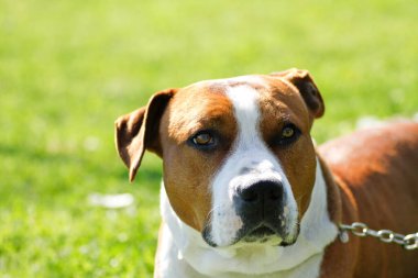 Güzel, büyük bekçi köpeği Amerikan Staffordshire Terrier. Yüksek kalite fotoğraf