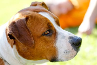 Güzel, büyük bekçi köpeği Amerikan Staffordshire Terrier. Yüksek kalite fotoğraf