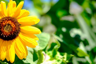 Ağustosta güneşte ayçiçeği tarlası. Yüksek kalite fotoğraf