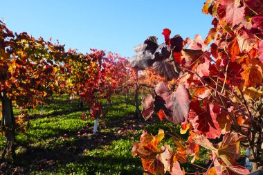 Sonbaharda kırmızı yapraklı üzüm bağları. Yüksek kalite fotoğraf