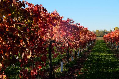 Sonbaharda kırmızı yapraklı üzüm bağları. Yüksek kalite fotoğraf