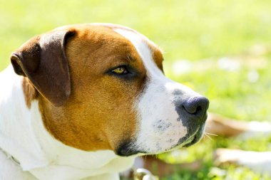Güzel, büyük bekçi köpeği Amerikan Staffordshire Terrier. Yüksek kalite fotoğraf