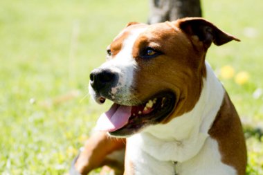 Güzel, büyük bekçi köpeği Amerikan Staffordshire Terrier. Yüksek kalite fotoğraf