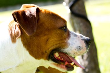 Güzel, büyük bekçi köpeği Amerikan Staffordshire Terrier. Yüksek kalite fotoğraf