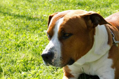 Güzel, büyük bekçi köpeği Amerikan Staffordshire Terrier. Yüksek kalite fotoğraf