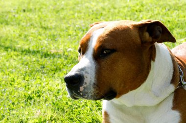 Güzel, büyük bekçi köpeği Amerikan Staffordshire Terrier. Yüksek kalite fotoğraf