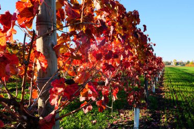 Sonbaharda kırmızı yapraklı üzüm bağları. Yüksek kalite fotoğraf