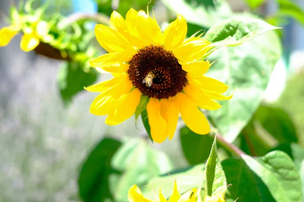 Yazın arı uçar ve ayçiçeği tozlaşır. Yüksek kalite fotoğraf