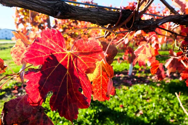 Vineyard Autumn Red Leaves High Quality Photo — Foto de Stock