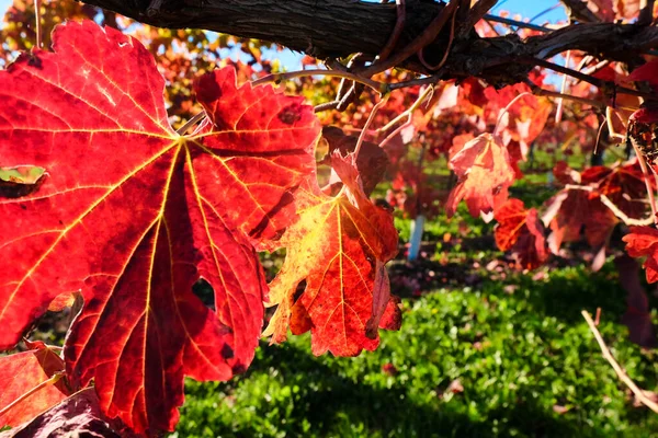 Szőlőültetvény Ősszel Vörös Levelekkel Kiváló Minőségű Fénykép — Stock Fotó