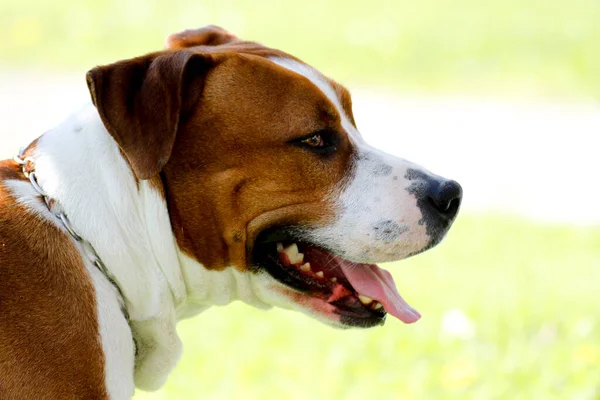 Güzel, büyük bekçi köpeği Amerikan Staffordshire Terrier. Yüksek kalite fotoğraf