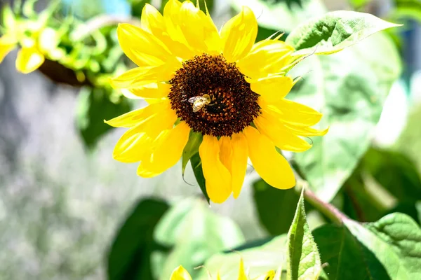Ağustosta güneşte ayçiçeği tarlası. Yüksek kalite fotoğraf
