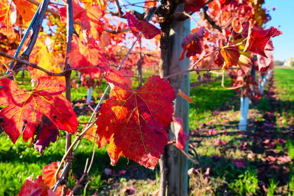 Sonbaharda kırmızı yapraklı üzüm bağları. Yüksek kalite fotoğraf