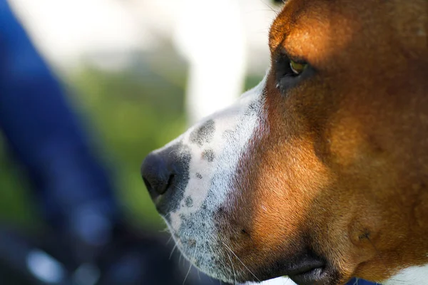 Güzel, büyük bekçi köpeği Amerikan Staffordshire Terrier. Yüksek kalite fotoğraf