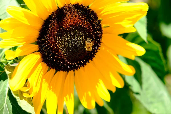 Yazın arı uçar ve ayçiçeği tozlaşır. Yüksek kalite fotoğraf