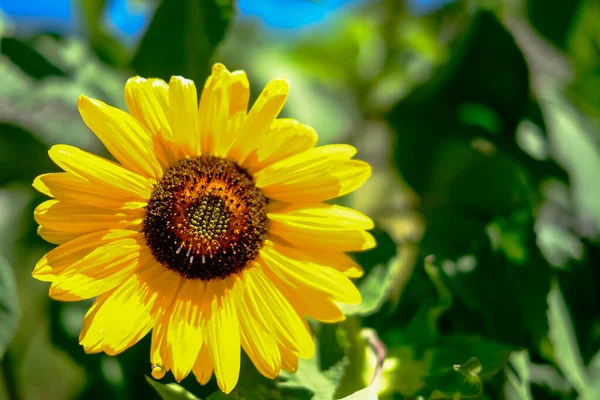 Ağustosta güneşte ayçiçeği tarlası. Yüksek kalite fotoğraf