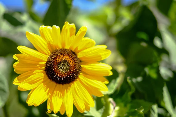 Ağustosta güneşte ayçiçeği tarlası. Yüksek kalite fotoğraf