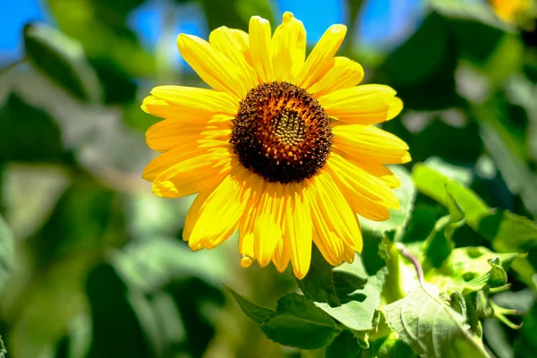 Ağustosta güneşte ayçiçeği tarlası. Yüksek kalite fotoğraf