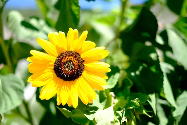 Ağustosta güneşte ayçiçeği tarlası. Yüksek kalite fotoğraf