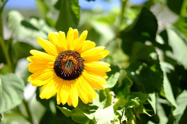 Ağustosta güneşte ayçiçeği tarlası. Yüksek kalite fotoğraf