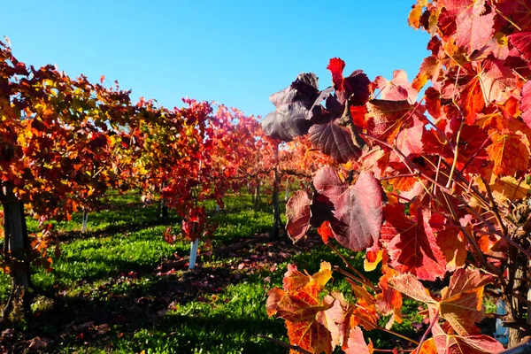 Sonbaharda kırmızı yapraklı üzüm bağları. Yüksek kalite fotoğraf
