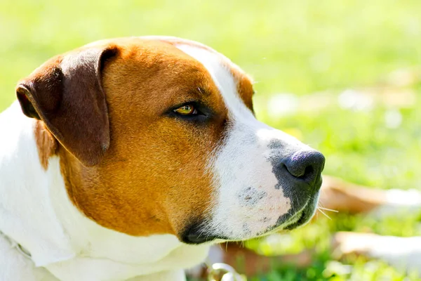 Güzel, büyük bekçi köpeği Amerikan Staffordshire Terrier. Yüksek kalite fotoğraf