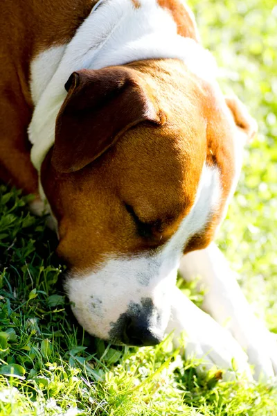 Szép Nagy Házőrző Kutya Amerikai Staffordshire Terrier Kiváló Minőségű Fénykép — Stock Fotó