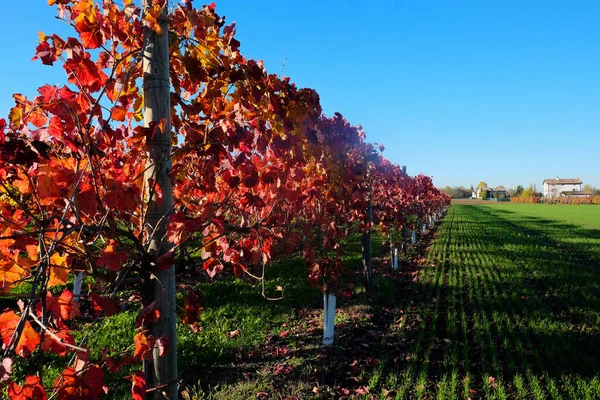 Sonbaharda kırmızı yapraklı üzüm bağları. Yüksek kalite fotoğraf
