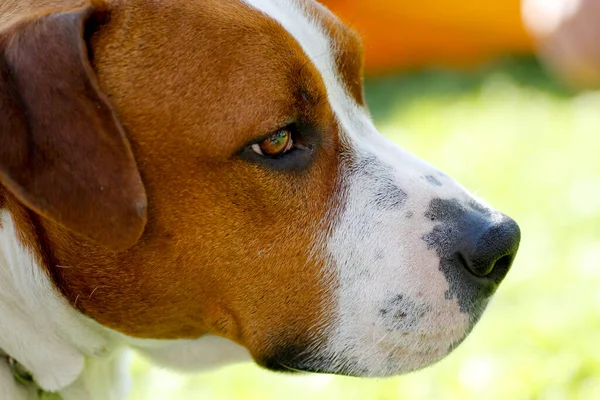 Szép Nagy Házőrző Kutya Amerikai Staffordshire Terrier Kiváló Minőségű Fénykép — Stock Fotó