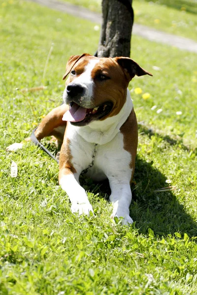 Szép Nagy Házőrző Kutya Amerikai Staffordshire Terrier Kiváló Minőségű Fénykép — Stock Fotó