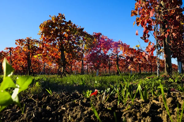 Sonbaharda kırmızı yapraklı üzüm bağları. Yüksek kalite fotoğraf