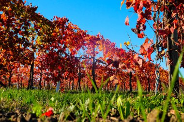 Sonbaharda kırmızı yapraklı üzüm bağları. Yüksek kalite fotoğraf