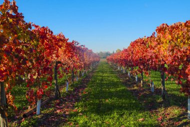 Sonbaharda kırmızı yapraklı üzüm bağları. Yüksek kalite fotoğraf