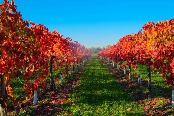 Vineyard Autumn Red Leaves High Quality Photo — Stock Fotó