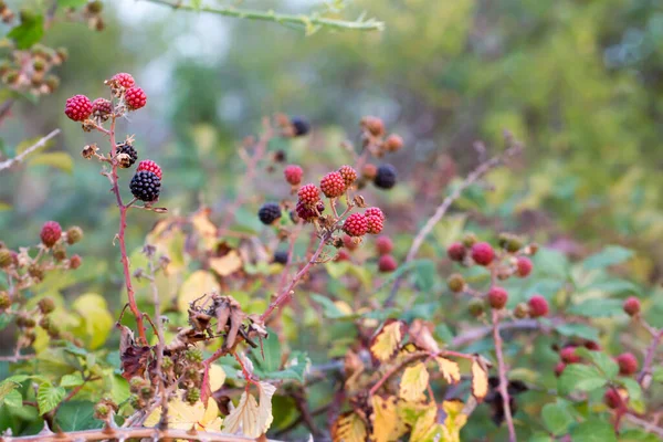 Wild Blackberry Bramble Unripe Red Ripe Black Fruits Branches High — Foto de Stock