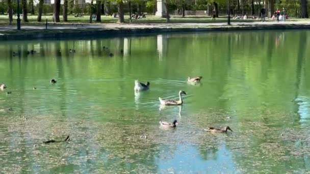 Ducale Park Parma Italy Small Lake Mallards High Quality Footage — Stock Video