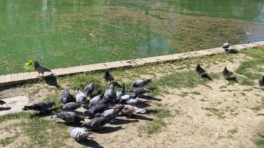 Güvercinler halka açık bir parkta gölün kenarında yemek yerler. Yüksek kalite 4k görüntü