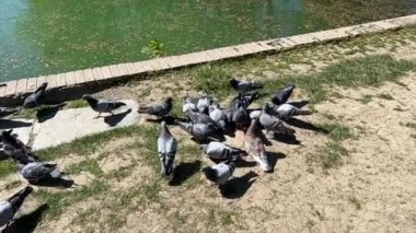 Güvercinler, halka açık bir parkta gölün kenarında yavaş çekimde yemek yerler. Yüksek kalite 4k görüntü