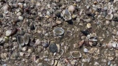 Kışın deniz çocuğu fırtına dalgası üstüne deniz kabuğu topluyor. Yüksek kalite 4k görüntü