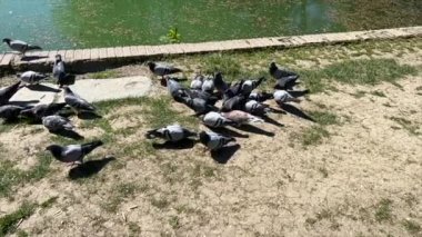Güvercinler, halka açık bir parkta gölün kenarında yavaş çekimde yemek yerler. Yüksek kalite 4k görüntü